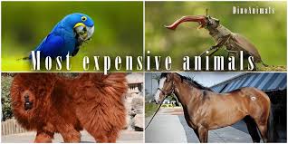 There are people in the world who love animals and are crazy for them. The Most Expensive Animals Top 10 Dinoanimals Com