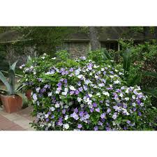 Image result for Brunfelsia pauciflora