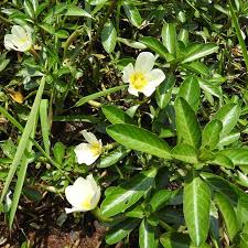 Image result for Ludwigia adscendens