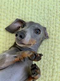 Scientists in the russian city of nizhniy novgorod would like to know why a number of dogs found near an old chemical plant have blue hair. Blue Dachshund Blue Dachshund Dachshund Puppy Miniature Baby Dachshund