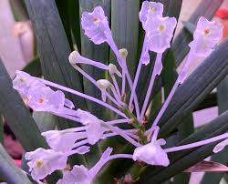 Image result for Podangis dactyloceras