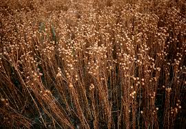 Image result for Linum usitatissimum