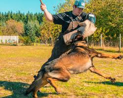 3 to 9 weeks at this age range, there are a number of training sessions, which you can begin for the german shepherd. Kraftwerk K9 Offers Some Of The Best Trained German Shepherds In The World The Daily Chronicle