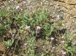 Image result for Syncolostemon elliottii