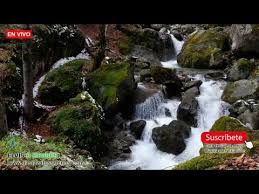 Check spelling or type a new query. Espiritualidad Lindas Frases Musica Instrumental Musica Relajante Musica Para Dormir Musica Relajante Como Reduci Relaxing Music Nature Sounds Waterfall Sounds