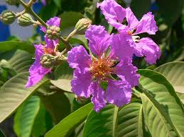 Tamhan Marathi त म हण Plant Images Lagerstroemia Indoor Flowering Plants