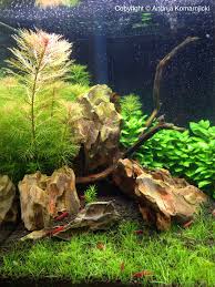 Nano Shrimp Tank Tropical Fish Aquarium Aquarium Fish Tank Shrimp Tank