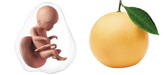 What is the normal size of the uterus during pregnancy? 20 Weeks Pregnant What To Expect