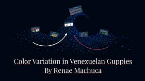 Color Variation In Venezuelan Guppies By Renae Machuca On Prezi
