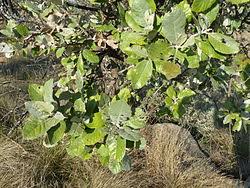 Image result for Brachylaena