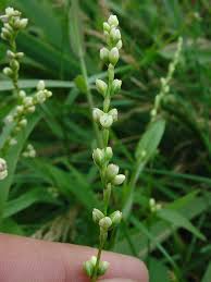 Image result for Secamone punctulata