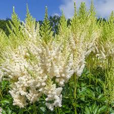 Maybe you would like to learn more about one of these? White Gloria Astilbe Buy Astilbe Plants Online Breck S