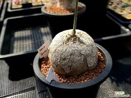 Image result for Adenia stenodactyla