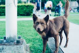 Our volunteers live anywhere from tallahassee to tampa, but all of our dogs are fostered in the orlando area. How To Adopt A Dog In Orlando The Dog People By Rover Com