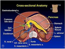 199 body of stomach, liver. Anatomy And Histology Of The Pancreas Pancreapedia