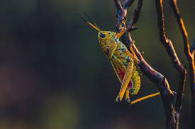 Maybe you would like to learn more about one of these? Smaller Than Average Male Tree Crickets Found To Boost The Sound Level Of Their Chirps Using Baffles