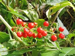 Image result for Petiveriaceae