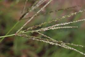 Image result for Digitaria dunensis