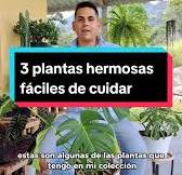 3 Plantas Hermosas y Fáciles de Cuidar para Tu Hogar
