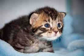 Fading Kitten Syndrome What Is It What Can You Do Urban Paw