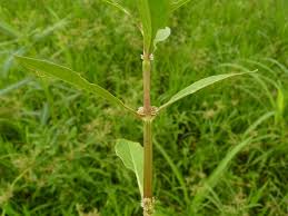Image result for Alternanthera sessilis