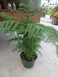 If You Want To Keep The Container Tree Or Transplant It Outdoors You May Want To Know About Pruning Of Norfolk Island Pi Norfolk Pine Norfolk Pine Care Plants