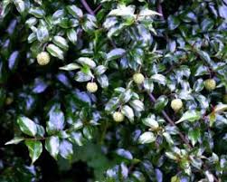 Image result for Mimulopsis solmsii