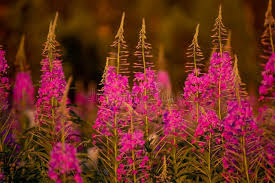 Image result for Ocimum angustifolium