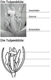 Fruhbluher Fruehblueher Fruhbluher Grundschule Kunstunterricht Grundschule Kinder Schule