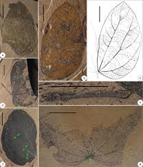 Image result for Aphanocalyx richardsiae