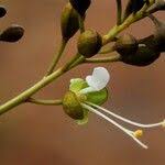 Image result for Anthonotha noldeae