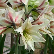 Image result for Hippeastrum