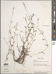 Image result for Heteranthoecia  guineensis