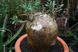 Image result for Cibirhiza