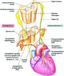Parasympathetic Nervous System And Heart Failure Circulation