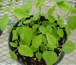 Image result for Sida spinosa