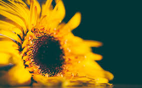 Puisi bunga matahari untuk anak sd puisi bunga matahari singkat dan lain lain sebagainya. Bunga Matahari Kuning Alam Bunga Bunga Kuning Kelopak Daisy Puisi Wallpaper Hd Wallpaperbetter