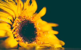 Namun siapa sangka, selain banyak disukai orang karena keindahannya, berbagai bagian dari bunga yang satu ini juga banyak memberi manfaat bagi manusia. Bunga Matahari Kuning Alam Bunga Bunga Kuning Kelopak Daisy Puisi Wallpaper Hd Wallpaperbetter