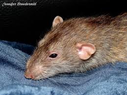 Petrat Pet Rats Animals Pets