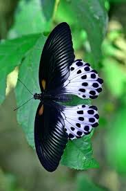 Most Beautiful Butterflies In The World Amazing Colors Shapes Beautiful Butterflies Butterfly Pictures Butterfly