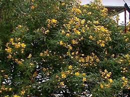 Texas flowery senna, tree senna, flowering senna, golden shower tree. Plantfiles Pictures Senna Species Argentina Senna Buttercup Bush Flowering Senna Tree Senna Senna Corymbosa By Htop