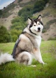  190 Alaskan Malamute Ideas Alaskan Malamute Malamute Alaskan