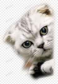 Pacar ngintip tante mandi ngintip abg ngintip viralll. Wallpaper Kucing Ngintip Banyak Orang Yang Sudah Menyukai Dengan Kucing Ini There Are Various Sizes Colors And Types Of C Di 2021 Wallpaper Kucing Kucing Kucing Putih