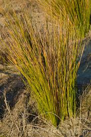 Image result for Juncus kraussii