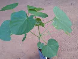 Image result for Hildegardia