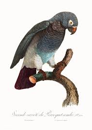 Maybe you would like to learn more about one of these? Bird Art Parrot Print Vintage Bird Print African Grey Parrot Print Vintage Parrot Print Bird Wall Art Art Collectibles Giclee Delage Com Br