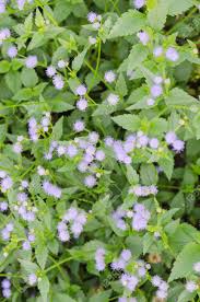 Your weeds white stock images are ready. Depth Of Field Purple Little Iron Weed At Field Grass White Flower Stock Photo Picture And Royalty Free Image Image 53815589