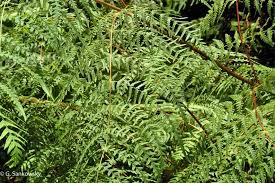 Image result for Histiopteris