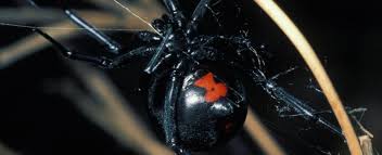 Black widow spiders are known around the world for eating their males after mating. Black Widow Spiders Missouri Department Of Conservation