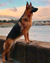 pin on german shepherd photos